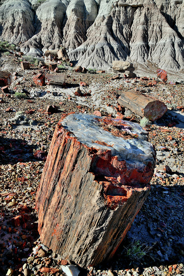 Petrified Stump in Jasper Forest Photograph by Ray Mathis