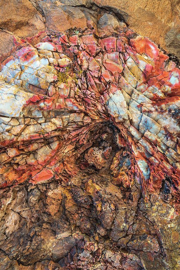 Petrified Wood Detail Photograph by Alexander Kunz