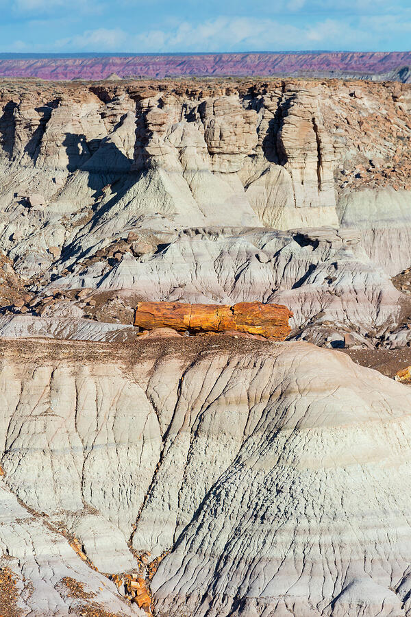 Petrified Wood In Badlands Landscape, Petrified Forest Photograph by Juan Carlos Munoz / Naturepl.com Petrified Wood In Badlands Landscape, Petrified Forest Photograph by Juan Carlos Munoz / Naturepl.com