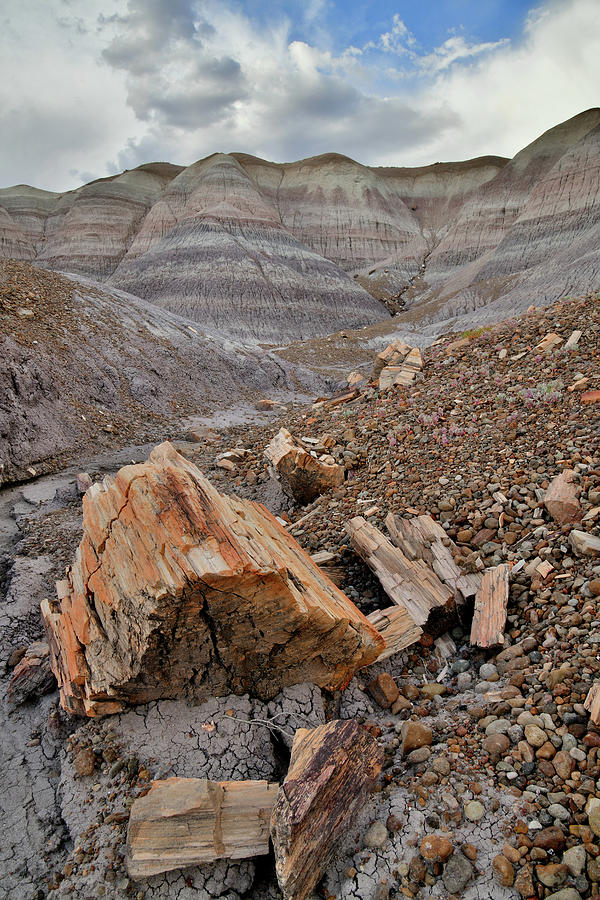 Petrified Wood in Blue Mesa Wash Photograph by Ray Mathis