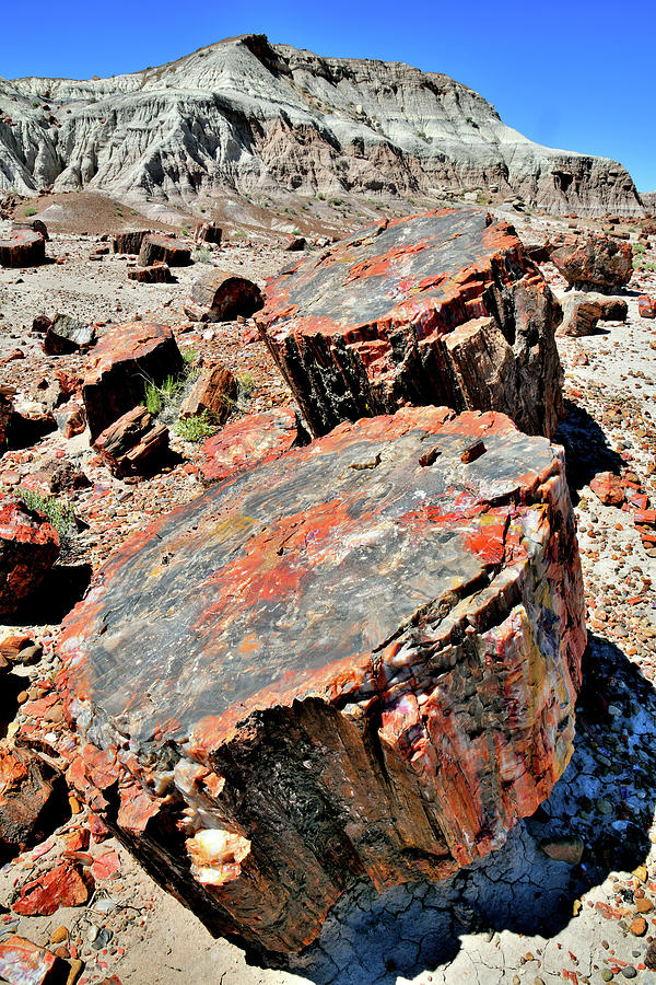 Petrified Wood in Jasper Forest Photograph by Ray Mathis