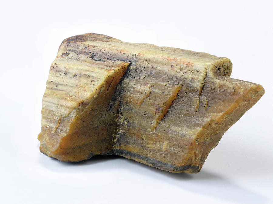 Nature Photograph - Petrified Wood by Nature?s Little Gems