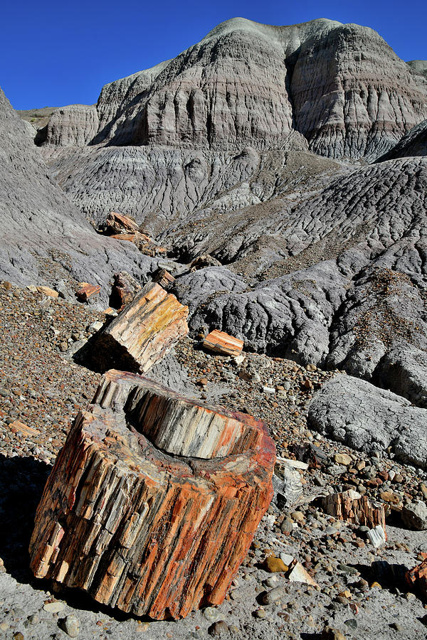 Petrified Wood Stump in Blue Mesa Basin Photograph by Ray Mathis