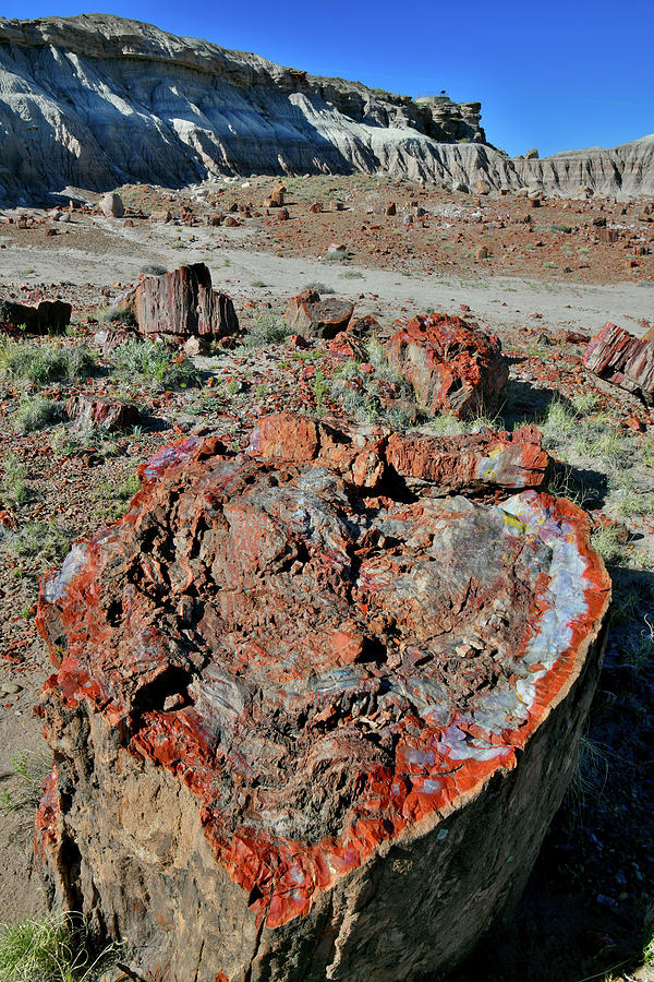 Petrified Wood Valentine in Jasper Forest Photograph by Ray Mathis