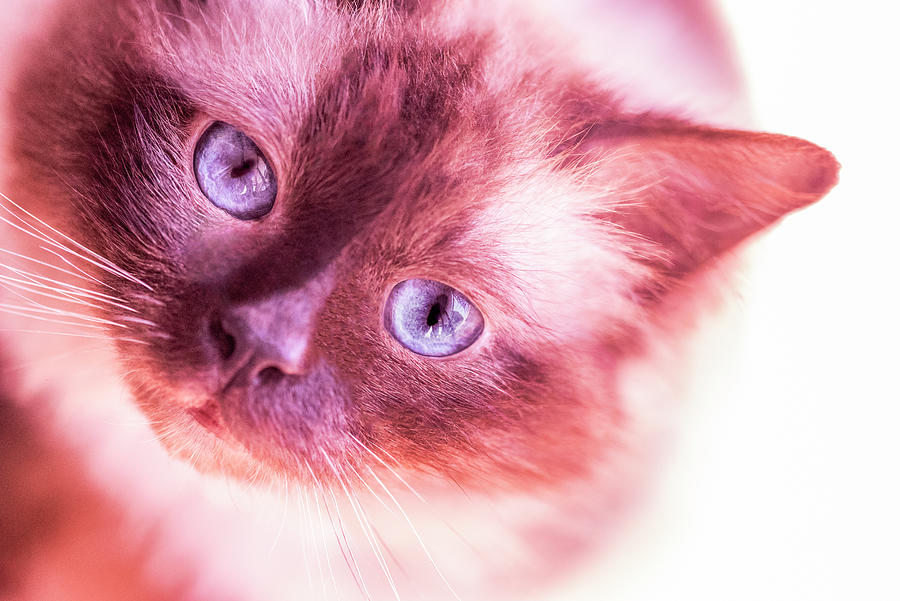 Cat Photograph - Pets In Coral Hue 03 by Eva Bane