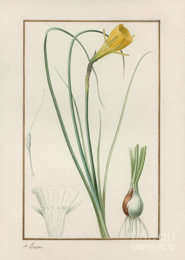 Petticoat Daffodil Narcissus Bulbocodium Drawing by Heritage Images
