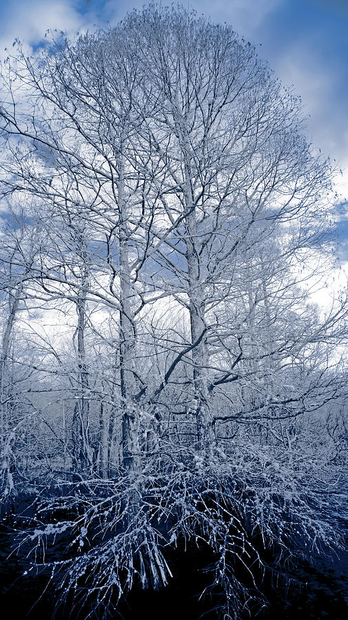 Pettigrew White Sky Photograph
