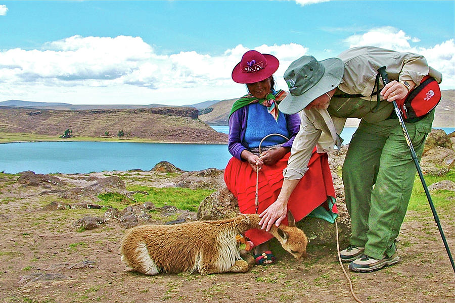Petting Baby Llama In Sullistani On Lake Ayumara Peru Photograph By