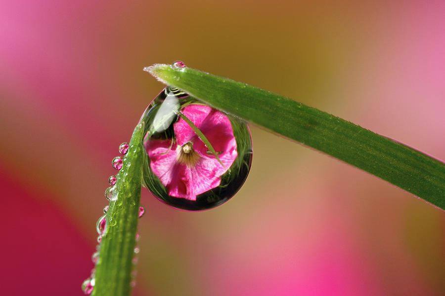 Petunia Dewdrop Refraction Photograph by Phil Corley   Goldenorfephotography
