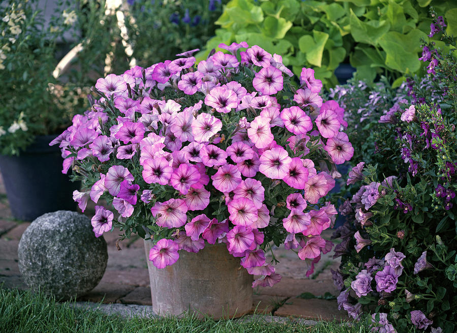 Petunia Sonic 'magic Pink' petunia Photograph by Friedrich Strauss - Pixels