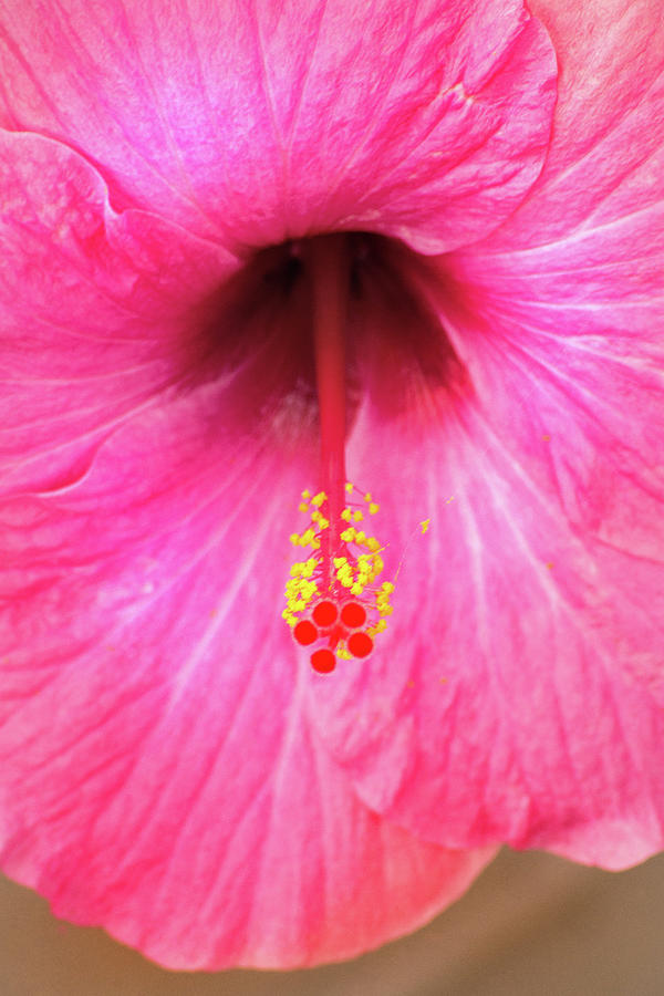 PG Pink Hibiscus Photograph by Don Johnson