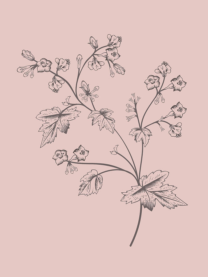 Flower Mixed Media - Phacelia Blush Pink Flower by Naxart Studio