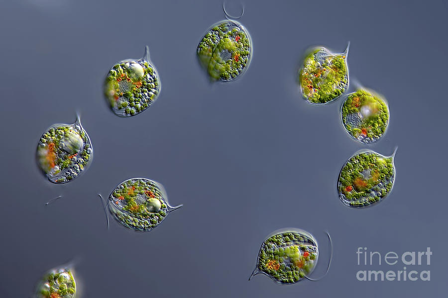 Phacus Orbicularis Algae Photograph by Frank Fox/science Photo Library
