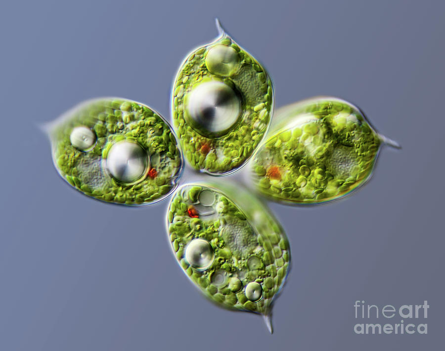 Phacus Sp. Protists Photograph by Gerd Guenther/science Photo Library