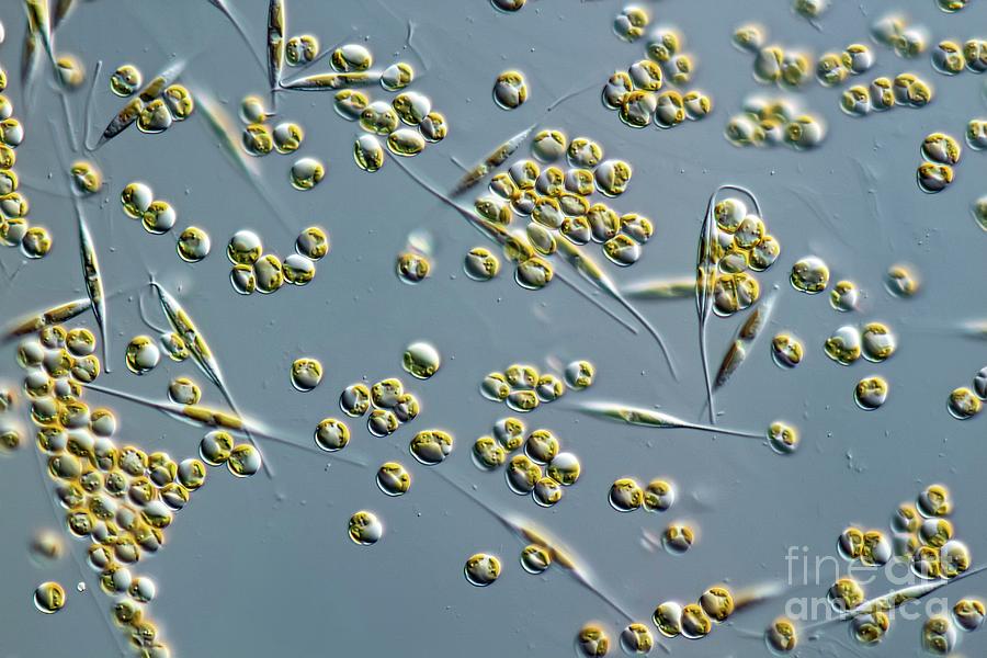 Phaeocystis Globosa Photograph by Gerd Guenther/science Photo Library