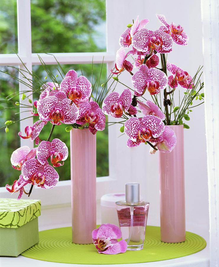Phalaenopsis And Broom In Pink Vases By Window Photograph by Friedrich Strauss