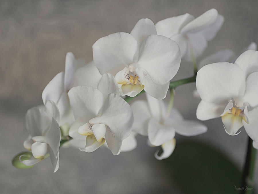 Phalaenopsis Orchid 4647 Photograph by Teresa Wilson