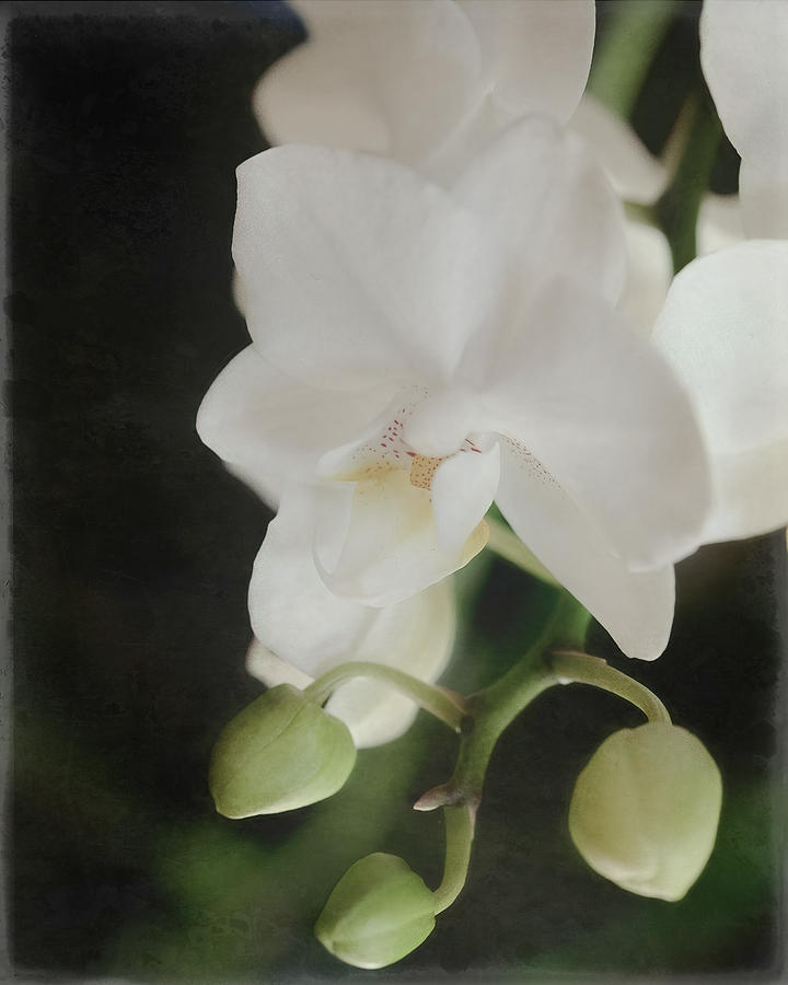 Phalaenopsis Orchid by TL Wilson Photography Photograph by Teresa Wilson