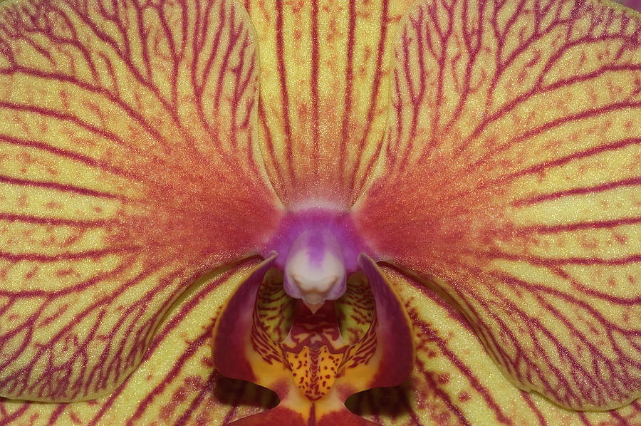 Phalaenopsis Orchid, Close-up by Kevin Schafer