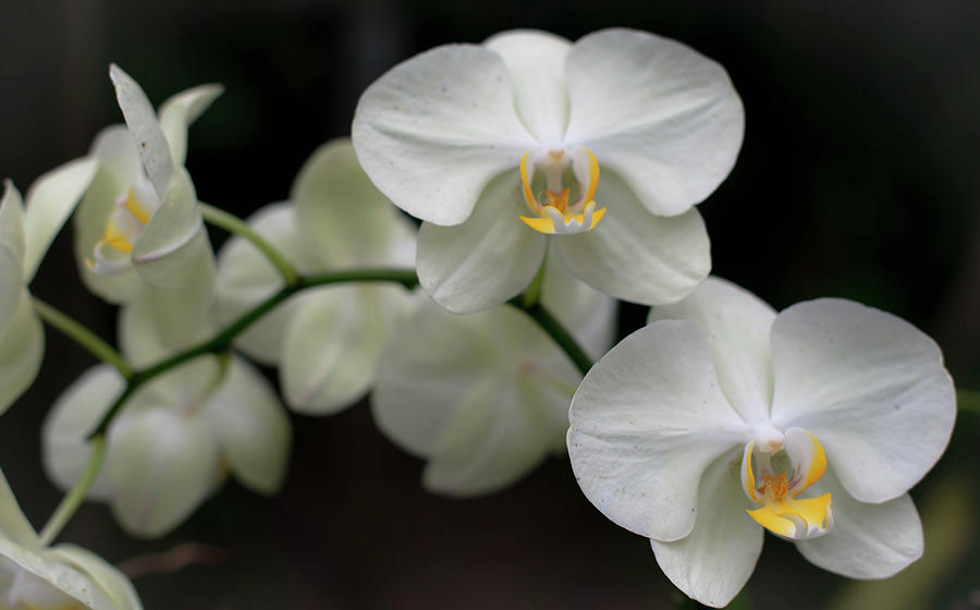 Phalaenopsis orchid Photograph by Debra Kewley
