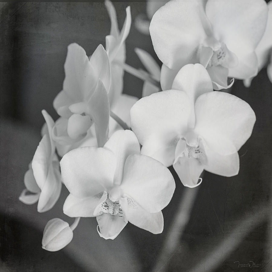 Phalaenopsis Orchid Monochrome by TL Wilson Photograph by Teresa Wilson