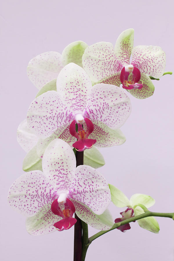 Phalaenopsis Orchid On White Photograph by © S.musgrove
