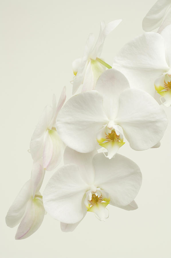 Phalaenopsis Orchid On White Background Photograph by Elke Van De Velde