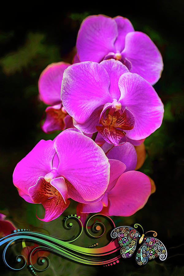 Phalaenopsis Orchid Purple Photograph by Carlos Diaz
