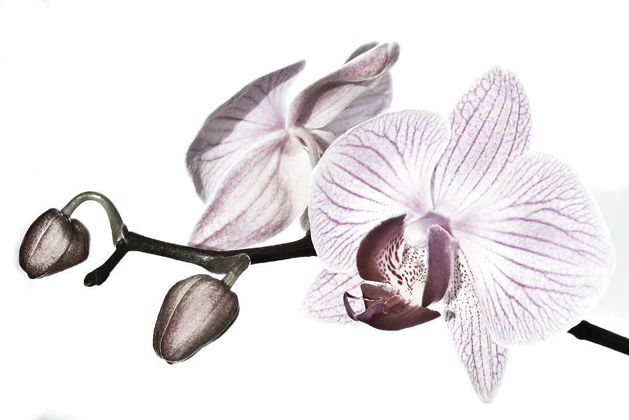 Phalaenopsis Orchid Retouched Photograph by Maryann Flick