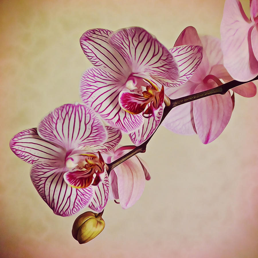 Phalaenopsis Orchid Squared Photograph by Gaby Ethington