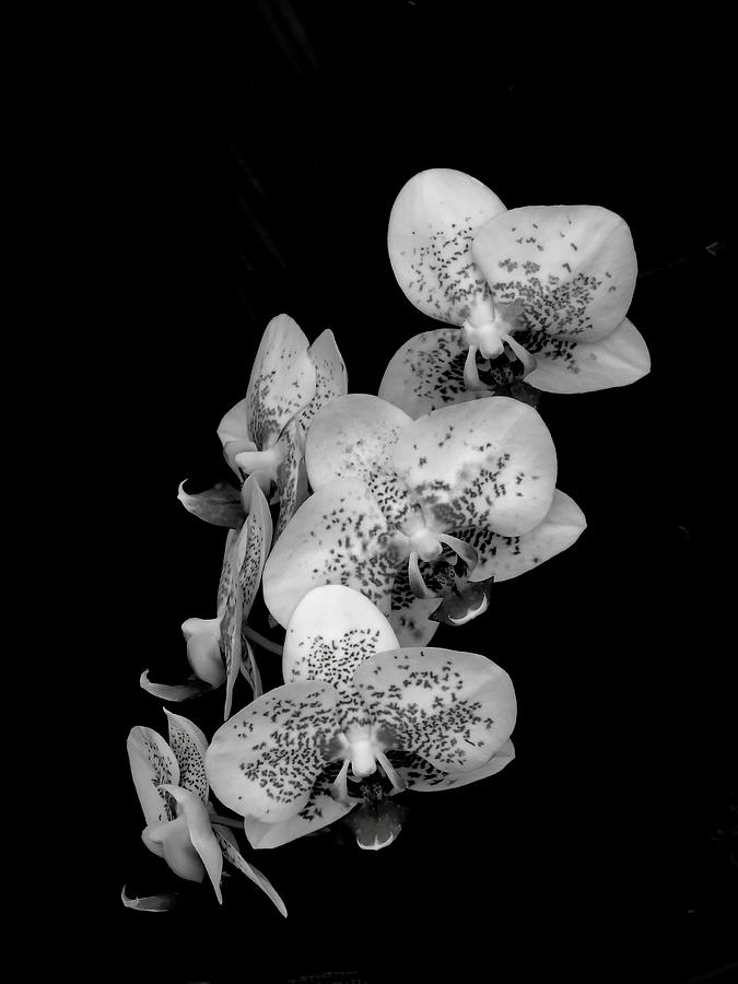 Phalaenopsis Orchids Black And White Photograph