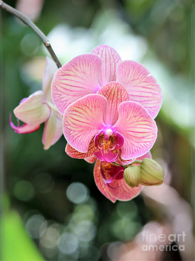 Phalaenopsis Yellow Pink Orchid Photograph