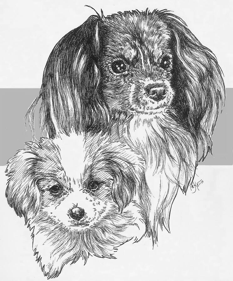 Phalene Papillon and Pup Drawing by Barbara Keith