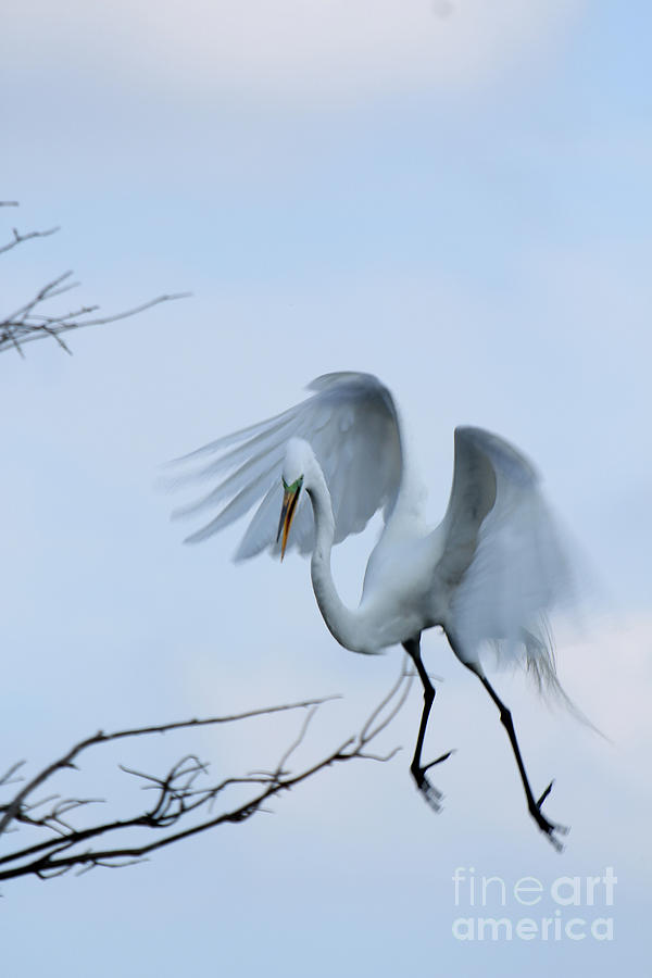 Phantom Bird Photograph by Jo Ann Gregg - Fine Art America