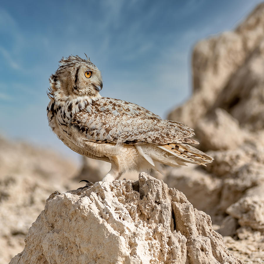 Pharaoh Eagle Owl Photograph by Ahmed Elkahlawi