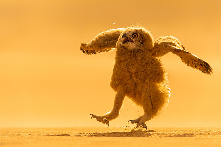 Wildlife Photograph - Pharaoh Eagle Owl-chick by Ahmed Elkahlawi