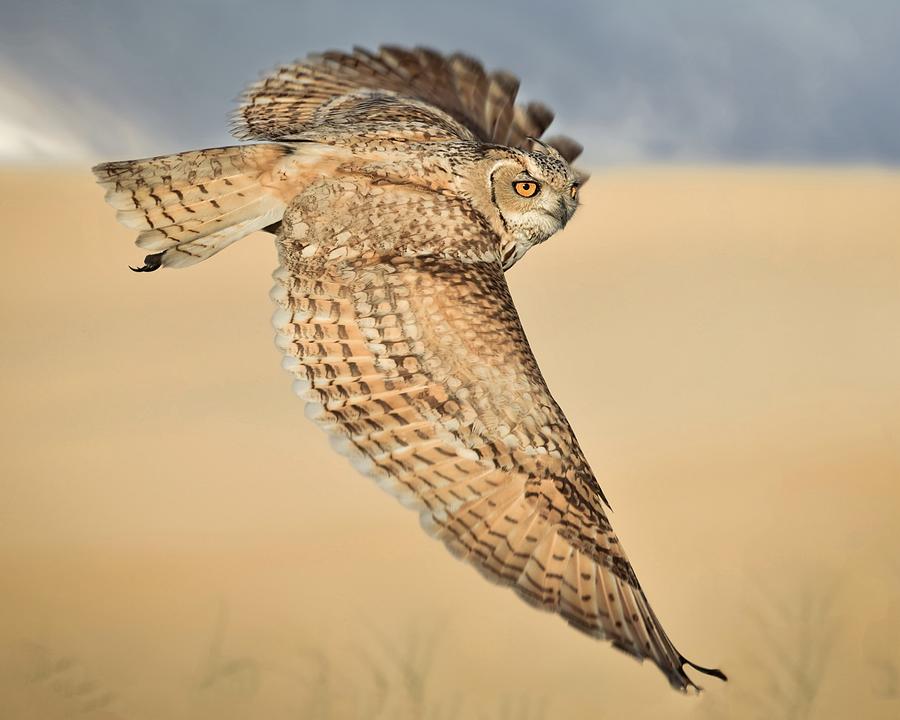Pharaoh Eagle Owl (male) Photograph by Ahmed Elkahlawi