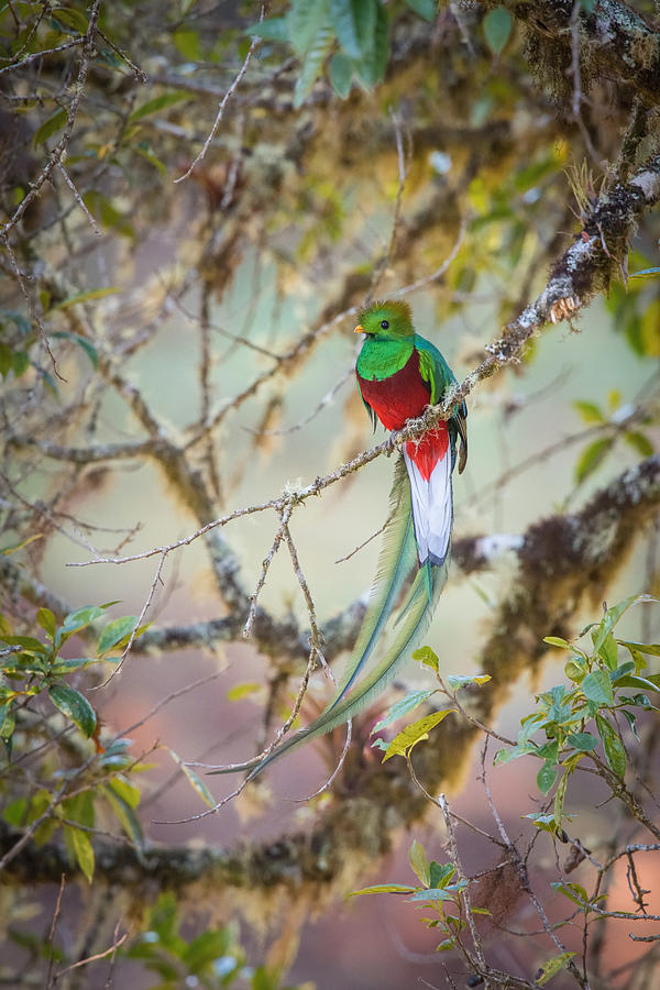 Jungle Photograph - Pharomachrus Mocinno, Resplendent Quetzal by Petr Simon