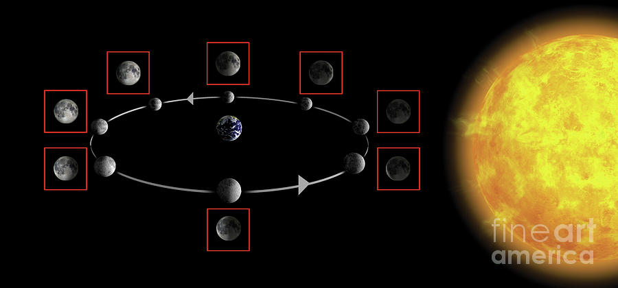 Phases Of The Moon As Seen From The Earth Photograph by Tim Brown/science Photo Library