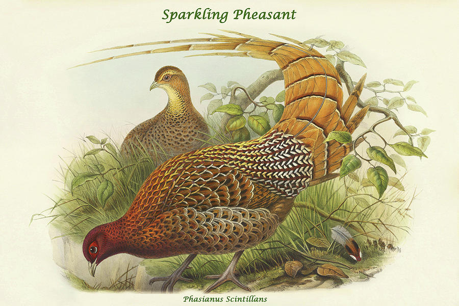 Phasianus Scintillans - Sparkling Pheasant Painting by John Gould