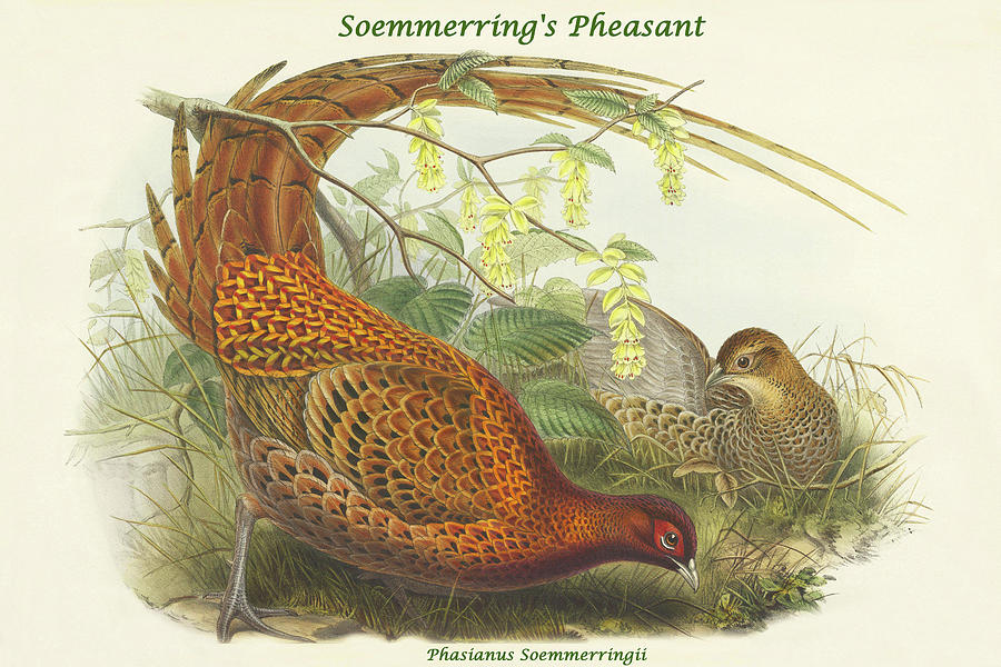Phasianus Soemmerringii - Soemmerrings Pheasant Painting by John Gould