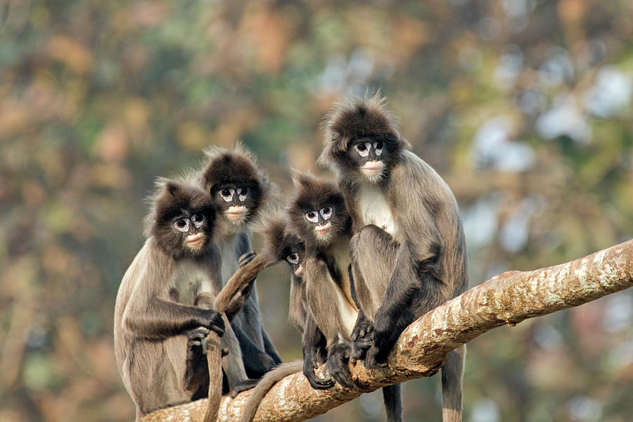 Phayre's Leaf Monkey Group On Branch, Tripura State, India Photograph by  Sylvain Cordier /  - Fine Art America