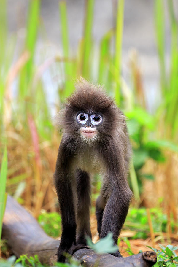 Phayre's Leaf Monkey, Tripura State, India Photograph by Sylvain Cordier /   - Fine Art America