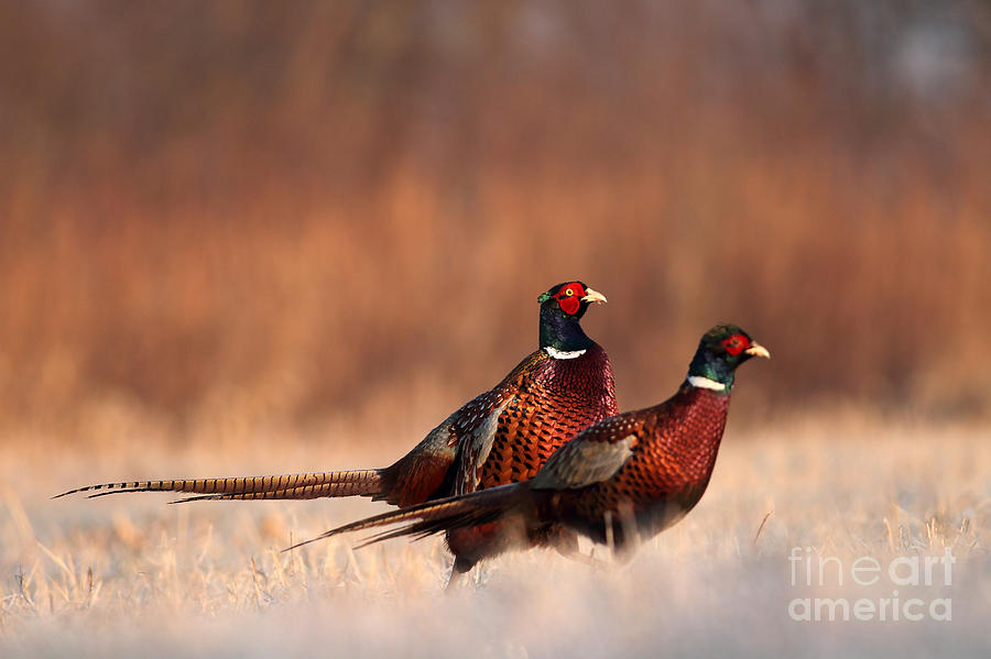Pheasant Photograph - Pheasant by Adam Fichna