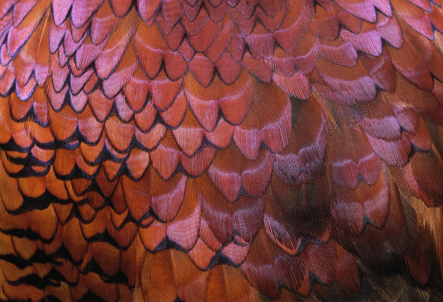 Pheasant Feathers Photograph by Siede Preis