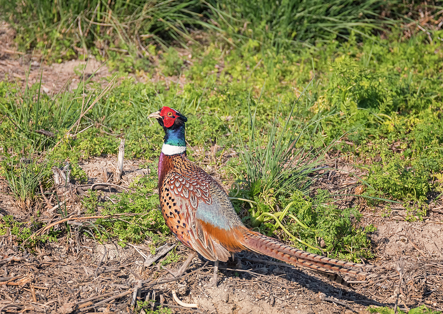Pheasant Finery Photograph by Loree Johnson