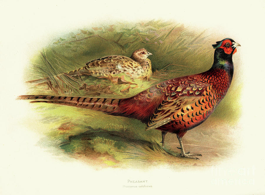Pheasant Illustration 1900 Digital Art by Thepalmer