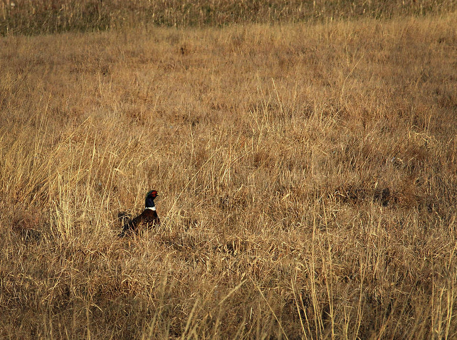 Pheasant in CRP - Floyd County, Texas Photograph by Richard Porter