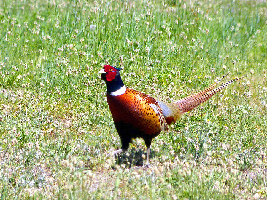 Pheasant In The Clover  Photograph by Will Borden