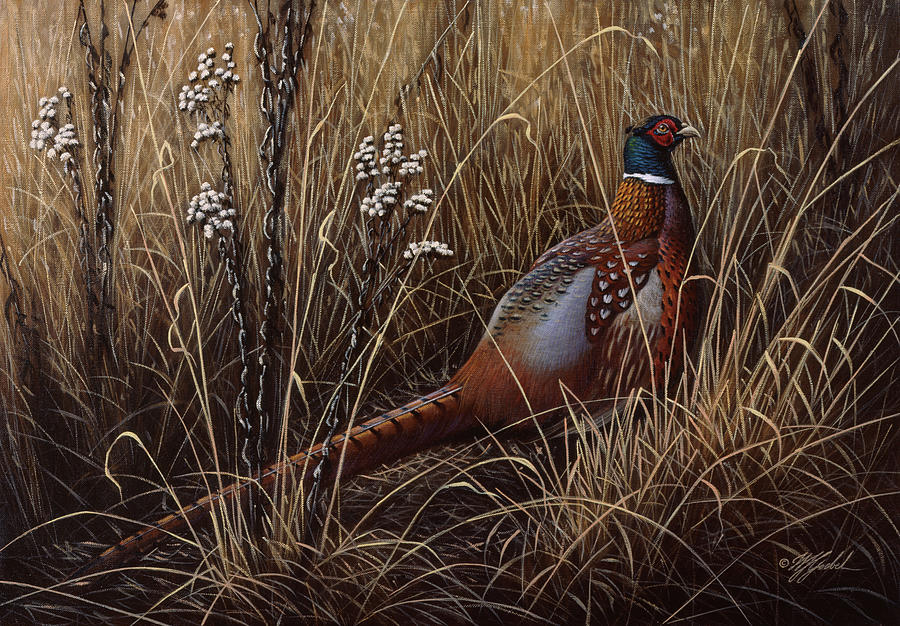 Animal Painting - Pheasant In The Grass 2 by Wilhelm Goebel
